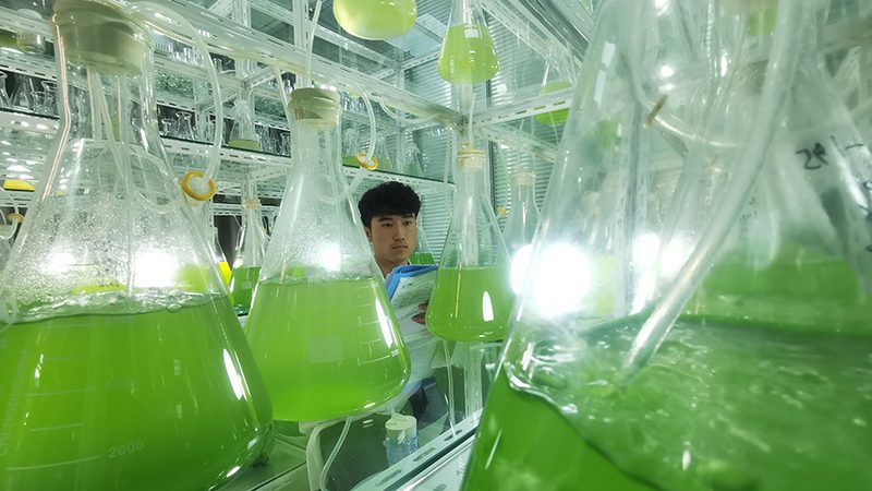 CRO实验设计规范标准：构建高质量生物实验的基石